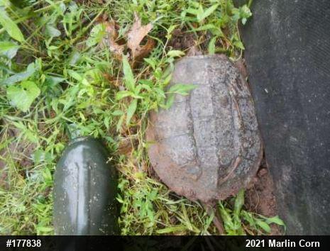 Snapping Turtle