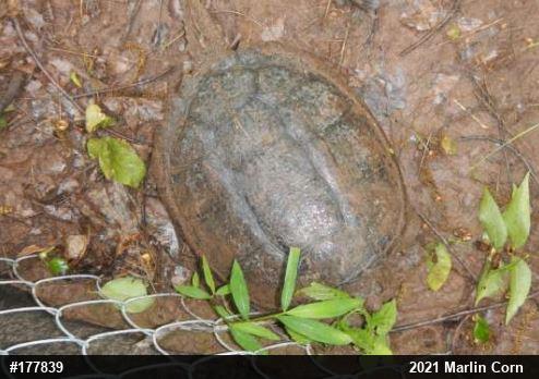 Snapping Turtle
