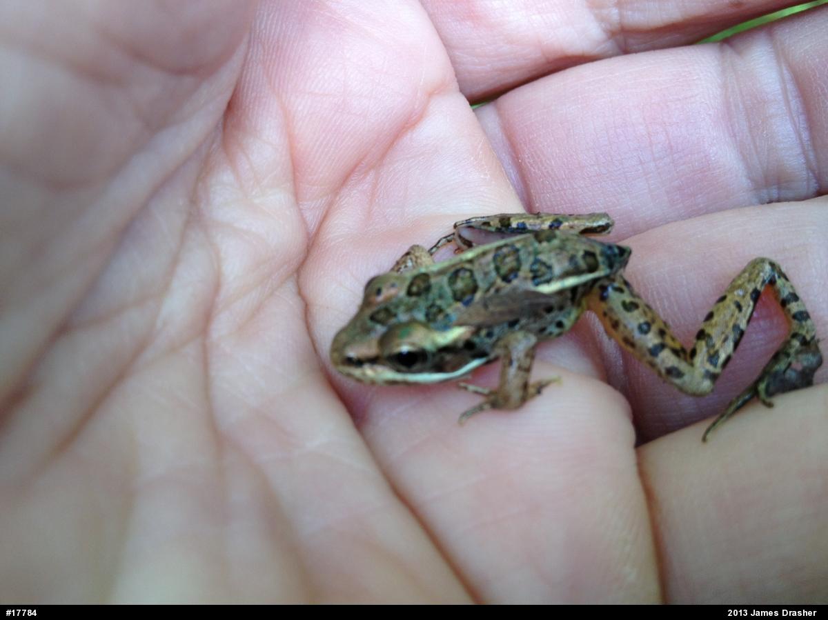 Pickerel Frog