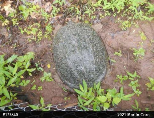 Snapping Turtle