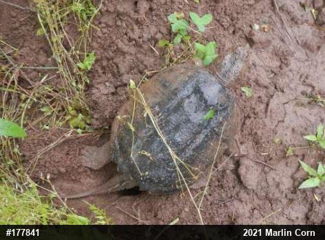 Snapping Turtle