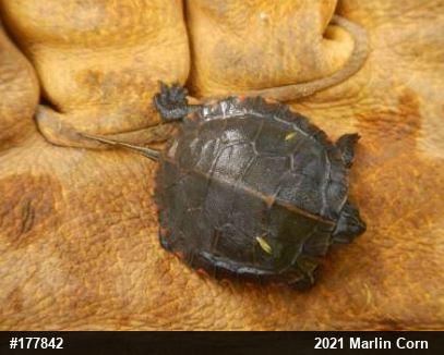 Painted Turtle