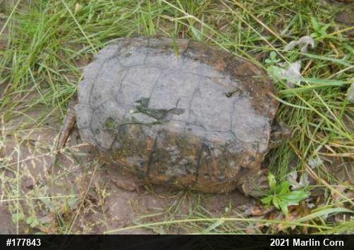 Snapping Turtle