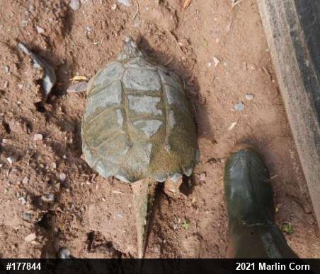 Snapping Turtle