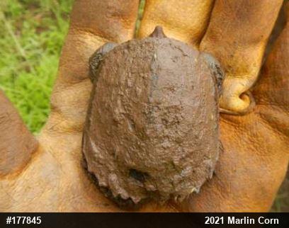 Snapping Turtle