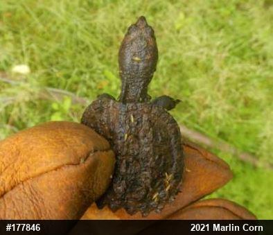Snapping Turtle