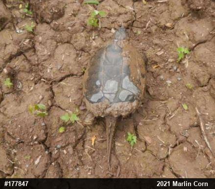 Snapping Turtle
