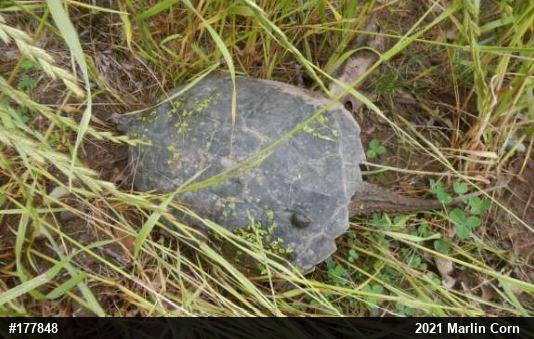 Snapping Turtle