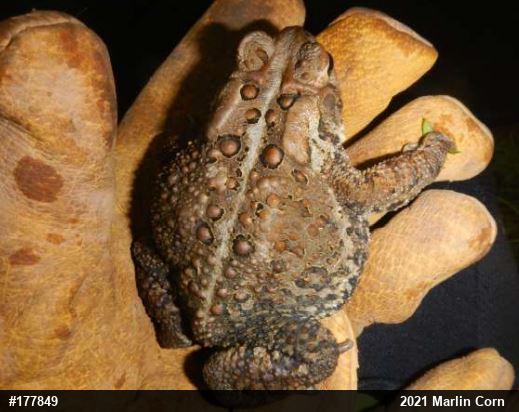 Eastern American Toad