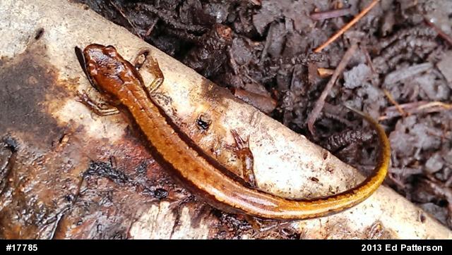 Allegheny Mountain Dusky Salamander