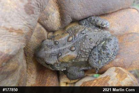 Eastern American Toad