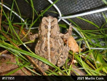 Eastern American Toad
