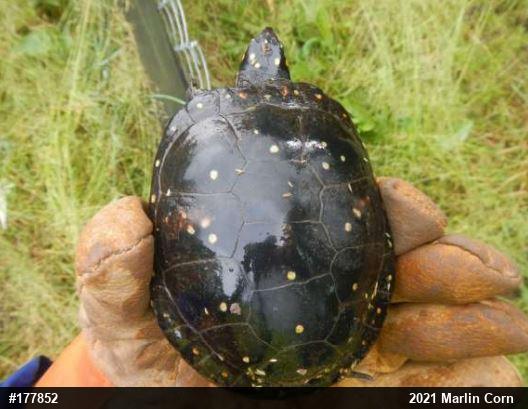 Spotted Turtle