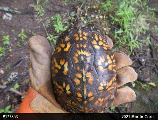 Eastern Box Turtle