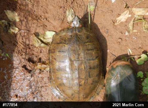 Red-eared Slider