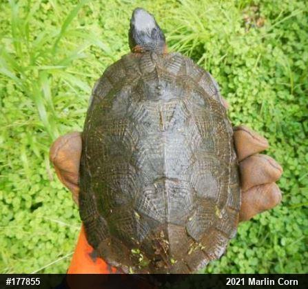 Wood Turtle