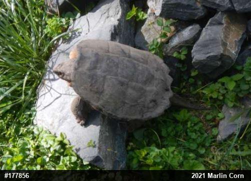 Snapping Turtle