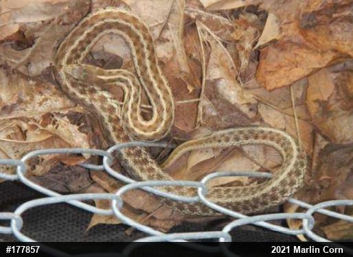 Eastern Gartersnake