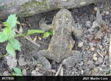 Eastern American Toad