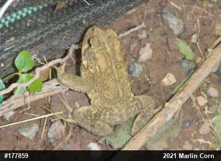 Eastern American Toad