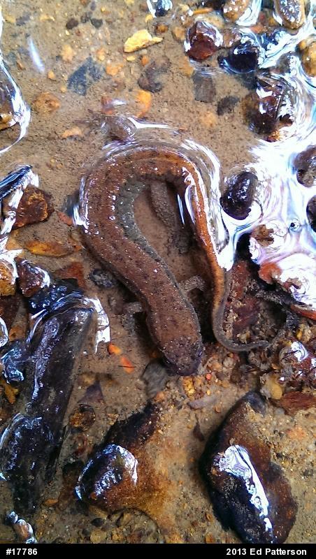 Northern Dusky Salamander