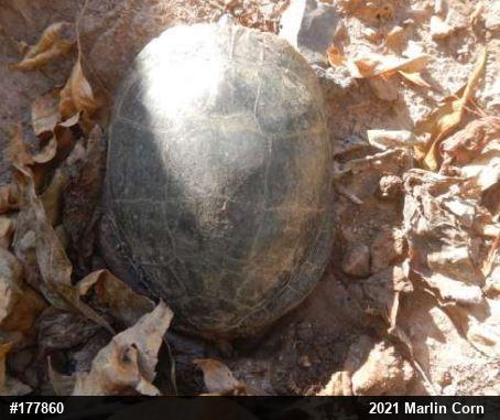 Eastern Painted Turtle