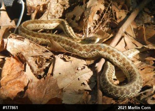 Eastern Gartersnake