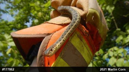 Eastern Gartersnake