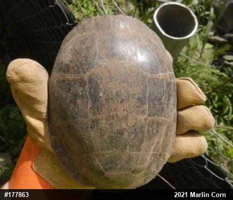Eastern Painted Turtle