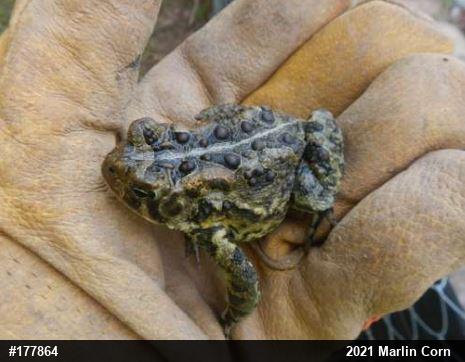 Eastern American Toad