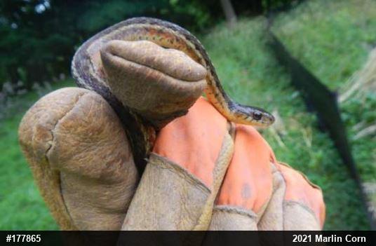 Eastern Gartersnake