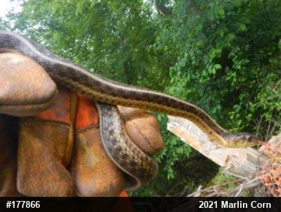 Eastern Gartersnake
