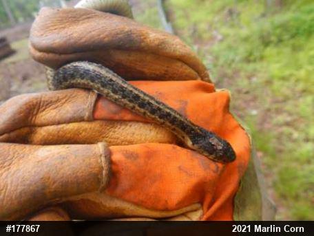 Eastern Gartersnake