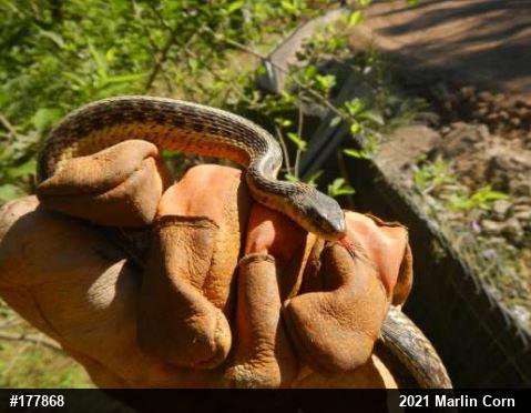 Eastern Gartersnake