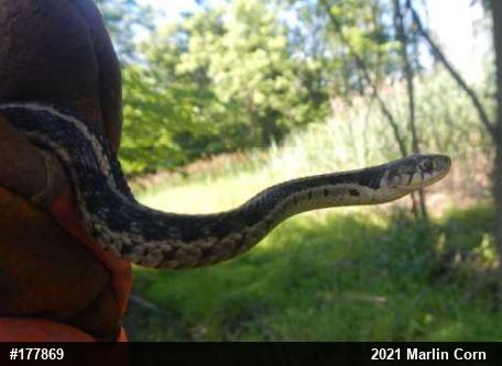 Eastern Gartersnake