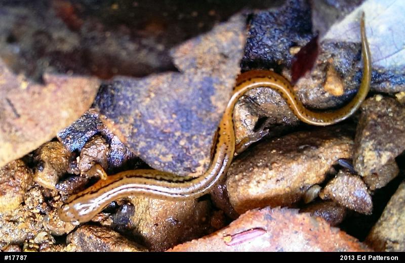 Northern Two-lined Salamander