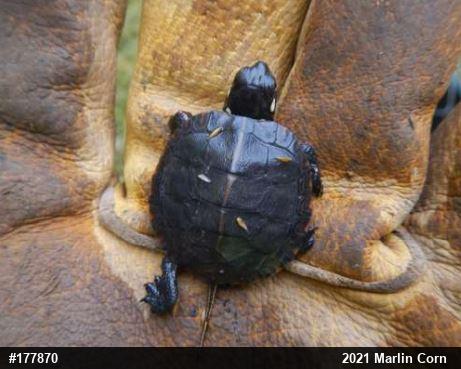 Eastern Painted Turtle