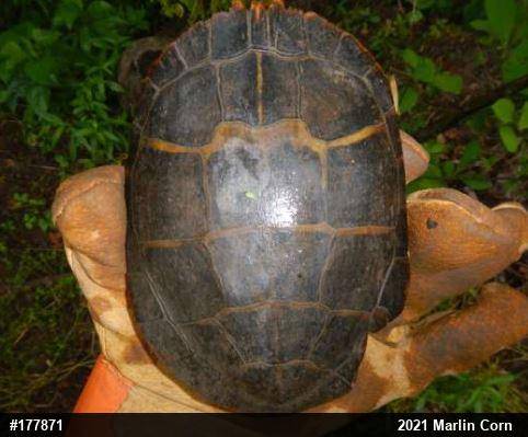Eastern Painted Turtle