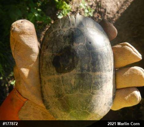 Painted Turtle