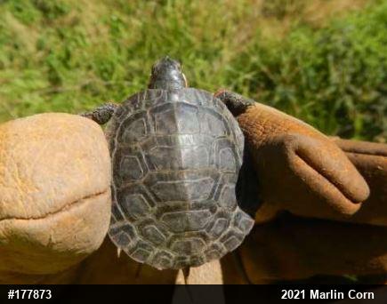 Painted Turtle
