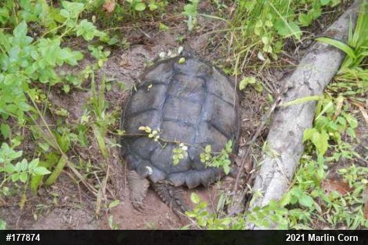 Snapping Turtle
