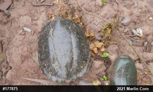 Snapping Turtle