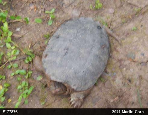 Snapping Turtle