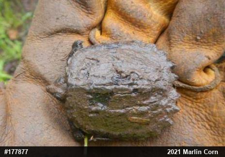 Snapping Turtle