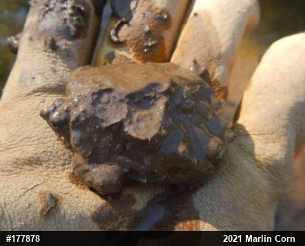 Snapping Turtle