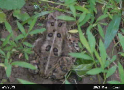 Eastern American Toad