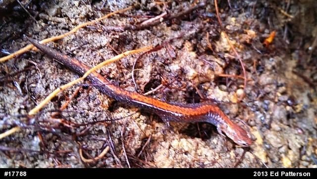 Eastern Red-backed  Salamander