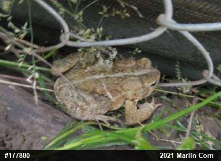 Eastern American Toad