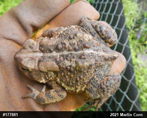 Eastern American Toad