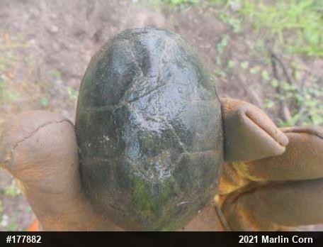 Eastern Musk Turtle